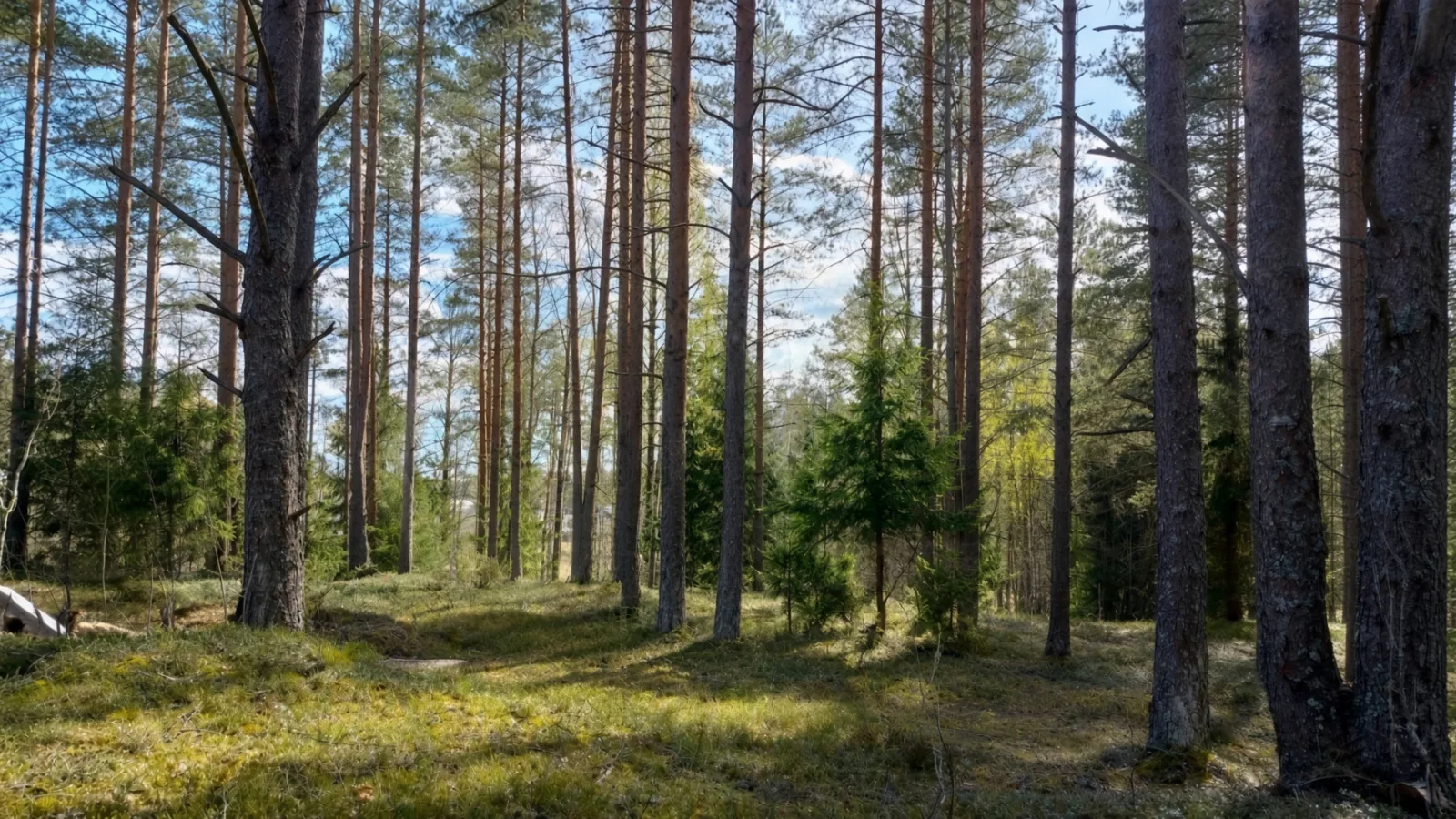 Сосны на участке